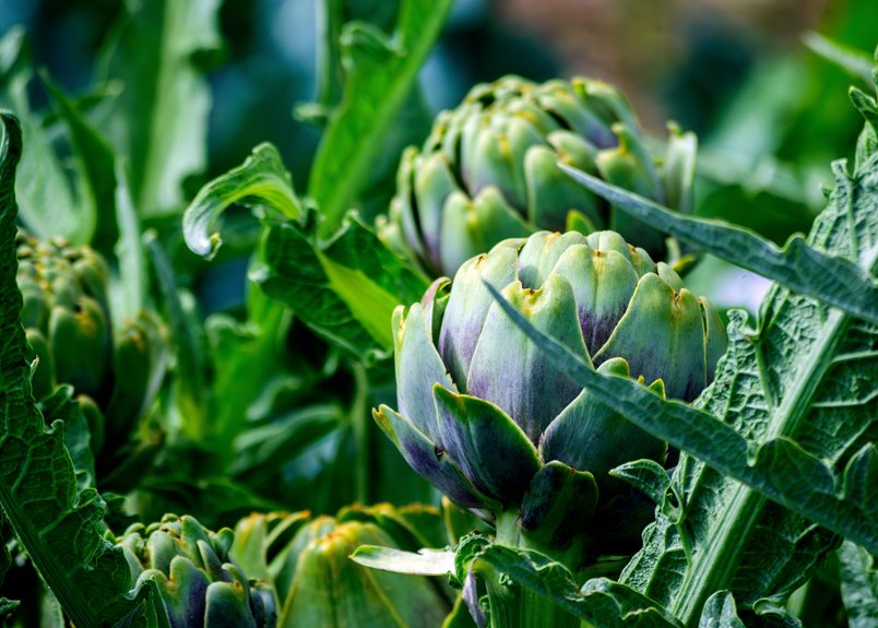 artichokes per plant yield