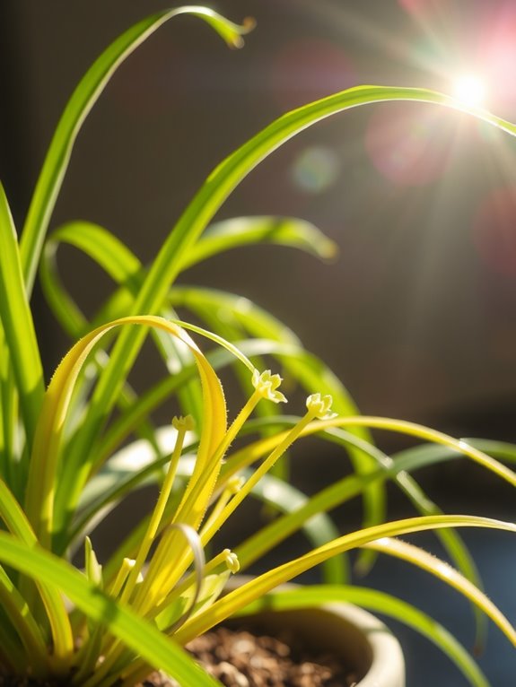 bright light boosts spider plant plantlets