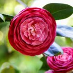 bring camellias indoors for summer california