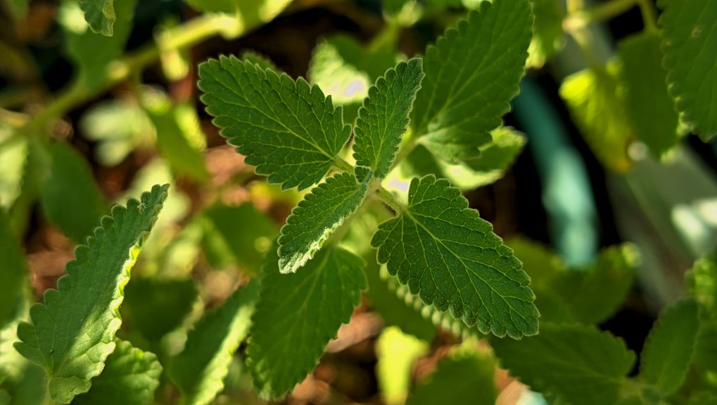 cats and mint plants do they like them