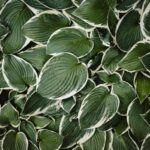 five best companion plants for hostas
