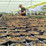 plant nursery cultivation propagation sales