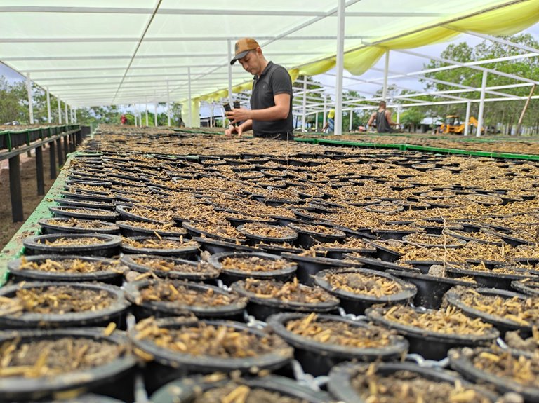 plant nursery cultivation propagation sales