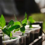 plants need uv light optimization