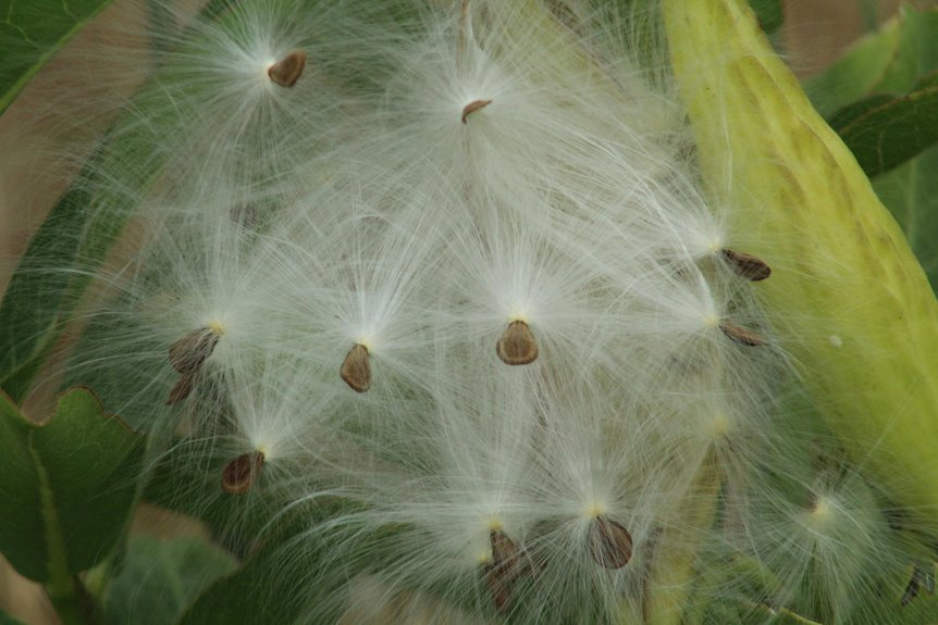 seven best milkweed plant sources 2026