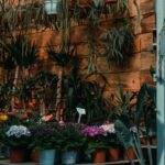 springtime garden essentials top 5 plants