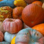 texas pumpkin planting schedule guide